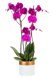 Orchid Magenta