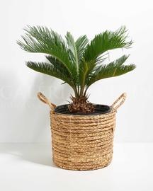 Cycas Revoluta Palm