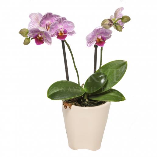 Mini orchid in a pot