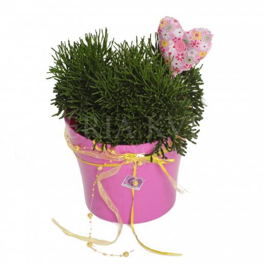 Houseplant - Relax with Rhipsalis