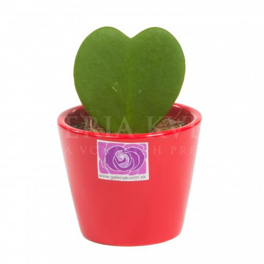 Hoya heart-shaped