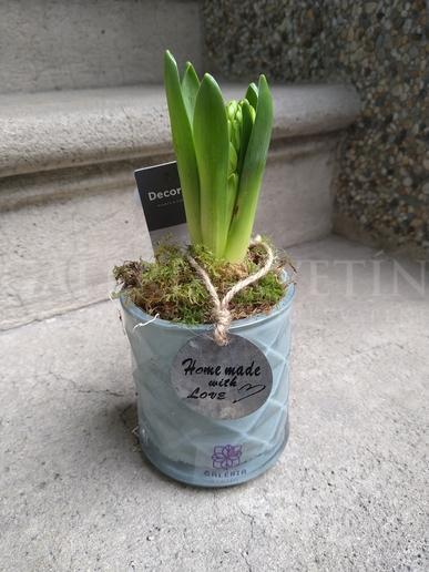 Hyacinth in a glass pot