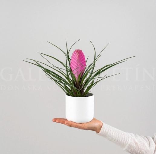 Bromelia pink