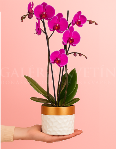 Orchid Magenta