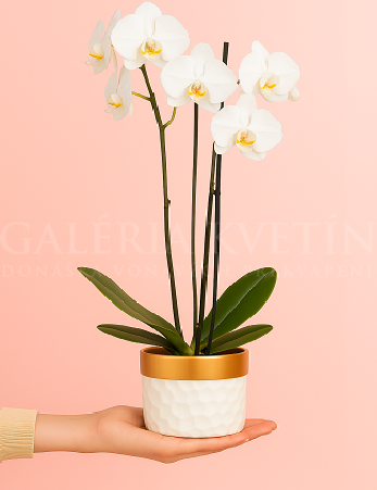 Orchid White